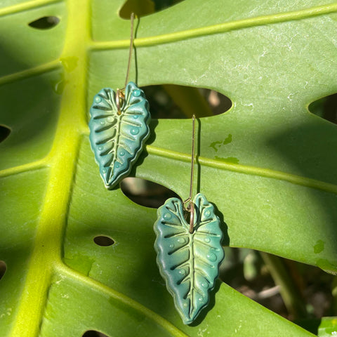 Dewdrop Philodendron